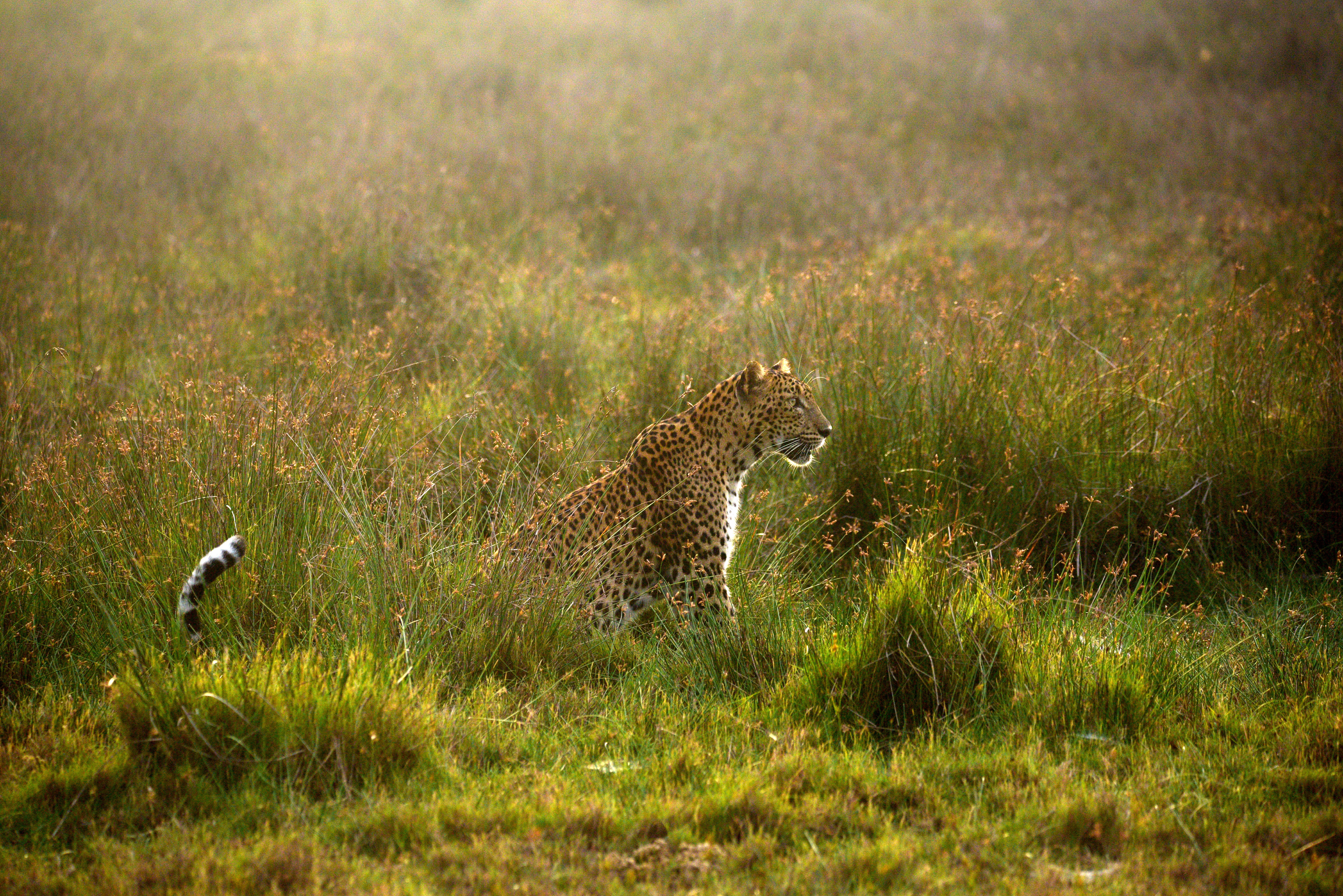 Why we need leopards in Sri Lanka