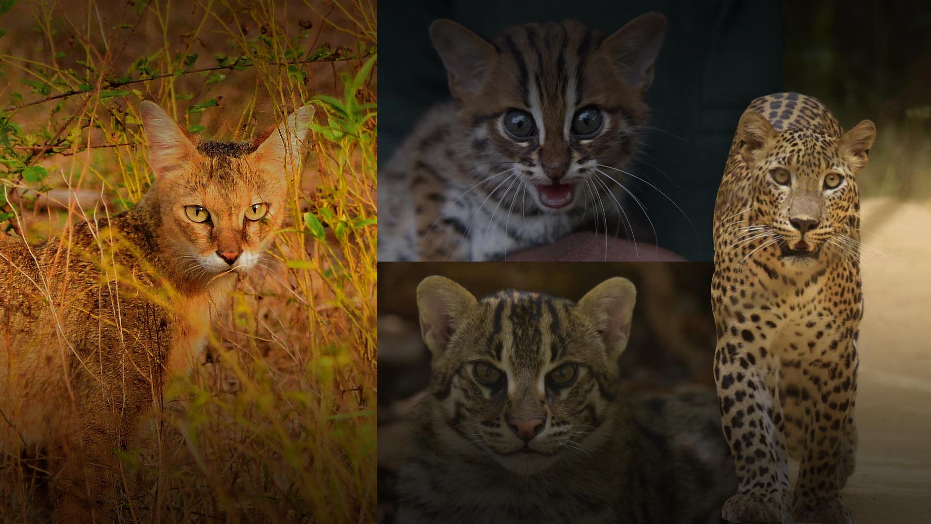 Wild Cats Conservation - The Wildlife & Nature Protection Society